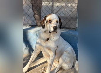 Maya, ein schüchternes großes Mädchen