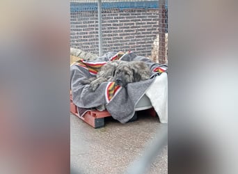 Ness, hofft dass er nochmal Glück hat