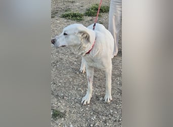 Niebla, unsere große zarte Eisbärin