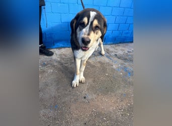 Brioche, ein großer sanfter Riese