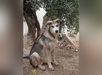 Lope, verschmust, katzenverträglich und aktiv