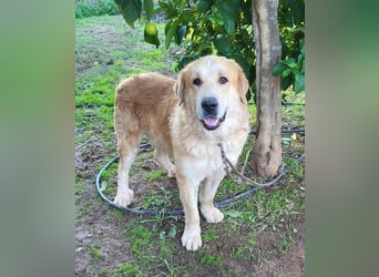 Leon, ein großer sanfter Bär