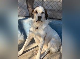 Maya, ein schüchternes großes Mädchen