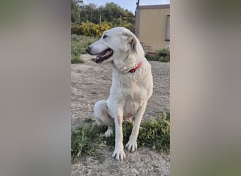 Niebla, unsere große zarte Eisbärin