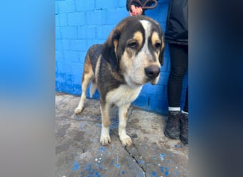 Brioche, ein großer sanfter Riese