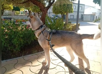 Lope - sanfter Riese im Husky-Look sucht sein großes Glück