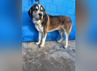 Brioche, ein großer sanfter Riese