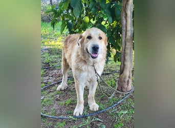 Leon, sucht ein ländliches Zuhause