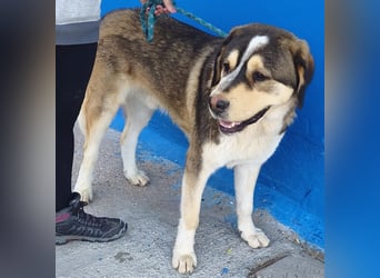 Brioche, ein sanfter Riese sucht sein Für-immer-Zuhause mit großem Körbchen