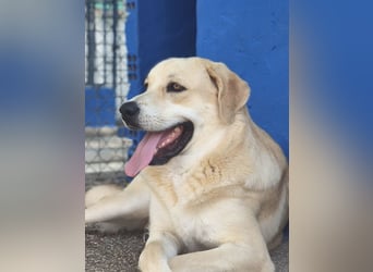 Dolce, ein großes Mädchen sucht ihr Für -immer Zuhause