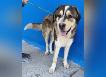 Brioche, ein sanfter Riese sucht sein Für-immer-Zuhause mit großem Körbchen