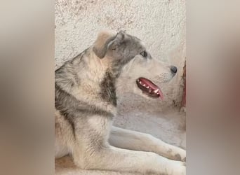 Lope, verschmust, katzenverträglich und aktiv
