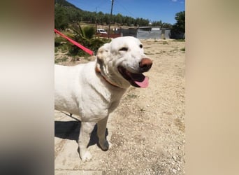 Niebla, unsere große zarte Eisbärin