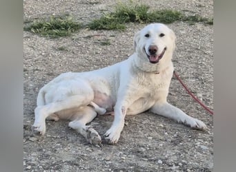 Niebla, unsere große zarte Eisbärin