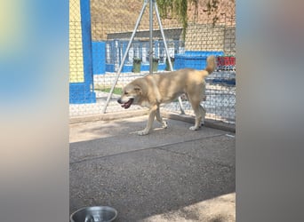 Dolce, ein großes Mädchen sucht ihr Für -immer Zuhause