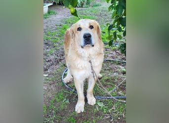 Leon, sucht ein ländliches Zuhause