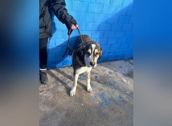 Brioche, ein großer sanfter Riese