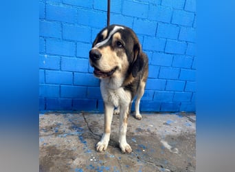 Brioche, ein großer sanfter Riese