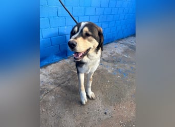 Brioche, ein großer sanfter Riese