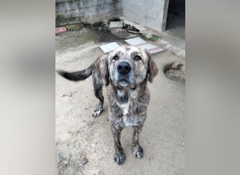 Dino, freundlich und sehr sozial