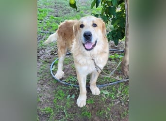 Leon, ein großer sanfter Bär