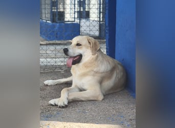 Dolce, ein großes Mädchen sucht ihr Für -immer Zuhause