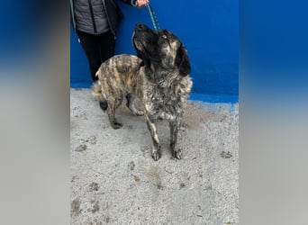 India, ein großes freundliches Mädchen