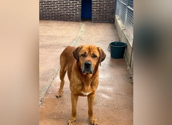 Tommy, ein großer Bär