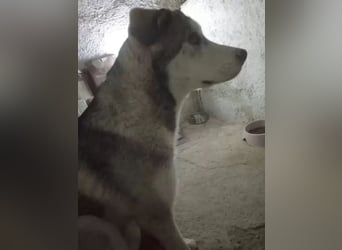 Lope, verschmust, katzenverträglich und aktiv