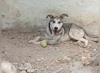 Lope - sanfter Riese im Husky-Look sucht sein großes Glück