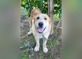 Leon, sucht ein ländliches Zuhause