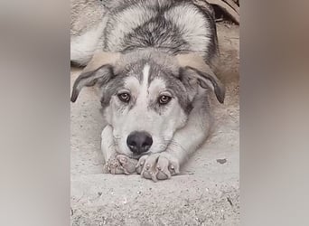 Lope - sanfter Riese im Husky-Look sucht sein großes Glück
