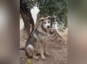 Lope - sanfter Riese im Husky-Look sucht sein großes Glück