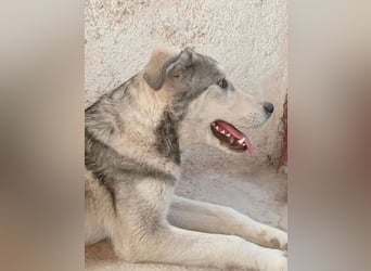 Lope - sanfter Riese im Husky-Look sucht sein großes Glück