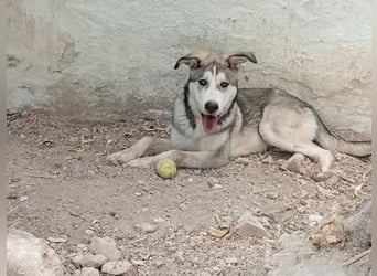Lope, verschmust, katzenverträglich und aktiv