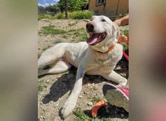 Niebla, unsere große zarte Eisbärin