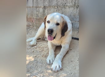 Pepe - ein sanfter Riese sucht sein Zuhause