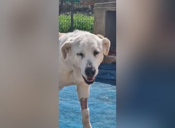 Dulce, findet kleine Hunde super