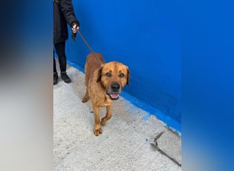Tommy, brauchst große Hundekumpels