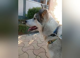 Lope - sanfter Riese im Husky-Look sucht sein großes Glück