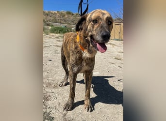 Dino, ein gestromter toller Bube