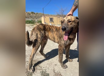 Dino, ein gestromter toller Bube