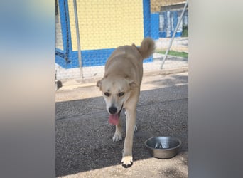 Dolce, ein großes Mädchen sucht ihr Für -immer Zuhause