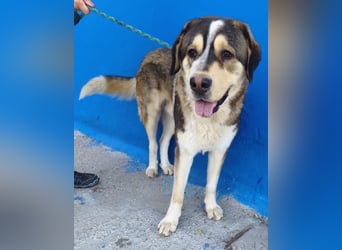 Brioche, ein sanfter Riese sucht sein Für-immer-Zuhause mit großem Körbchen