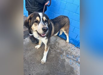 Brioche, ein großer sanfter Riese