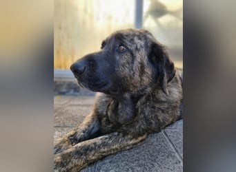 Ness, hofft dass er nochmal Glück hat