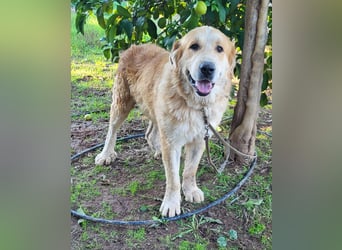 Leon, sucht ein ländliches Zuhause