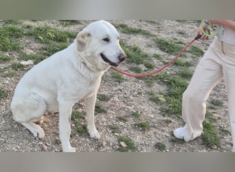 Niebla, unsere große zarte Eisbärin