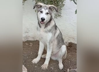 Lope - sanfter Riese im Husky-Look sucht sein großes Glück