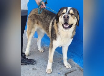 Brioche, ein sanfter Riese sucht sein Für-immer-Zuhause mit großem Körbchen